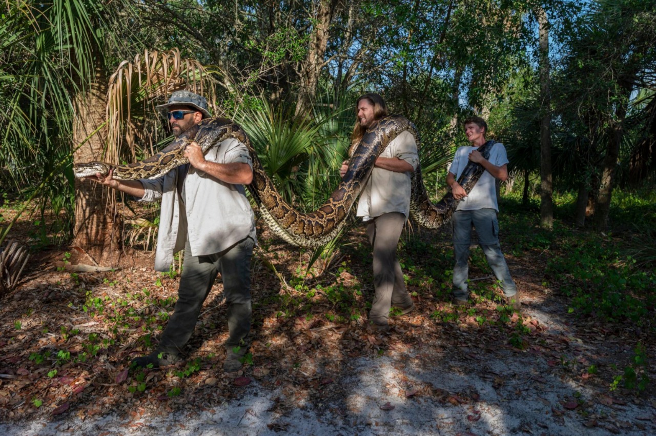 Capturan una pitón de 18 pies, la más grande hallada hasta ahora en Florida - Z 101 Digital